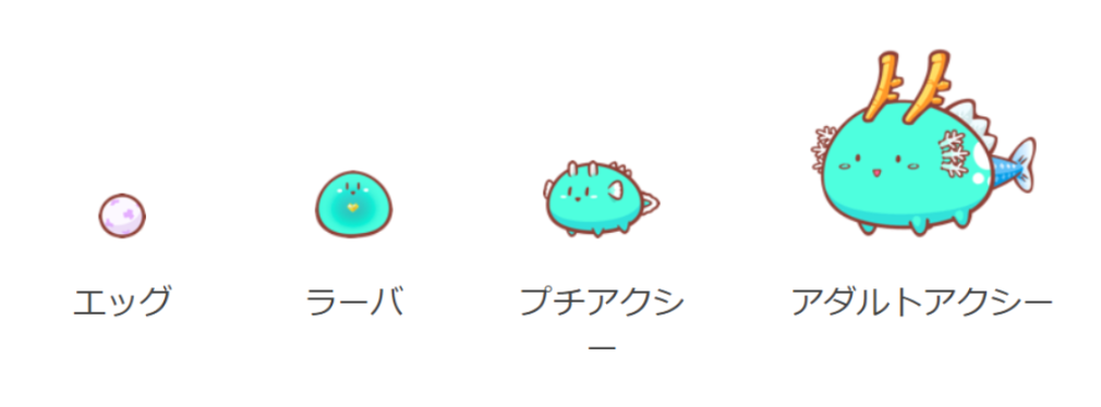 アクシー成長過程